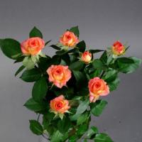 Троянда Саммер денс кущ. 70 см. Камелія (шт, червоний)