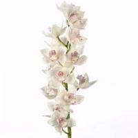 Орхидея цимбидиум 6 ветка Snowsprite (белая)