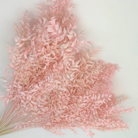 Рускус стабилизированный крашеный розовый пач Голландия Ruscus Bleached Pink