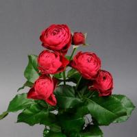 Троянда Черрі Трендсеттер кущ. 1 сорт 50 см. Камелія (шт, малиновий)