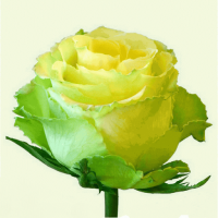 Троянда Лімбо 70 см. Еквадор (шт, жовтий)