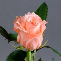 Троянда Аріана 2 сорт 50 см. Камелія (шт, рожевий)