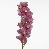 Орхидея цимбидиум 6 ветка Happy Face (розовый)