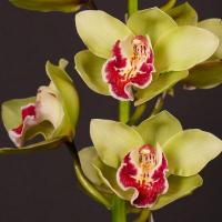 Орхидея цимбидиум 6 ветка Rosaline (зеленый)
