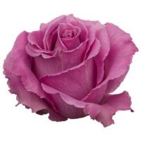 Троянда Брітлесс 60 см. Еквадор (шт, рожевий)