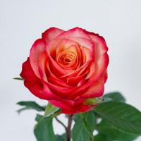 Троянда Богарт 60 см. Кенія (шт, двоколірні)