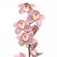 Орхідея цимбідіум 9 гілок Aquarella (рожевий)