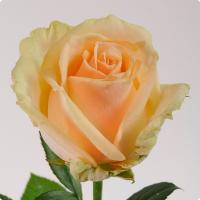 Троянда Піч аваланж 40 см. Камелія (шт, кремовий)