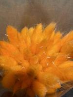 Сухоцвет Лагурус 60 см оранжевый пучок (+- 50шт)
