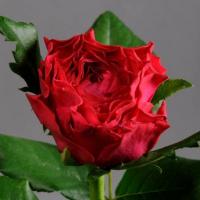 Троянда Бачі ріва н/с 70 см. Камелія (шт, червоний)