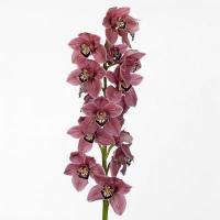 Орхидея цимбидиум 6 ветка Romeo (розовый)