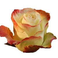 Троянда Аубаде 50 см. Еквадор (шт, жовто-червоний)