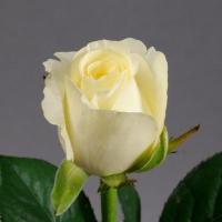 Троянда Івана 2 сорт 70 см. Камелія (шт, білий)