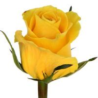 Троянда Брайтон 100 см. Еквадор (шт, жовтий)