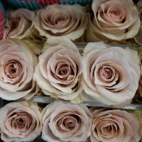 Троянда Брідесмайд 50 см. Еквадор (шт, кремовий)
