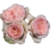 Троянда Веддінг романтика 50 см. Еквадор (шт, рожевий)