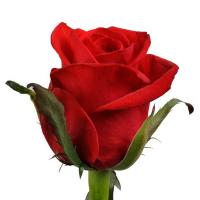 Троянда Ред ігл 55 см. Харків (шт, червоний)