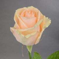 Троянда Піч аваланж 80 см. Камелія (шт, кремовий)