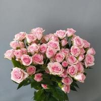 Троянда Грація кущ. 70 см. Камелія (шт, рожевий)