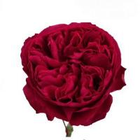 Троянда Розбери елеганс 60 см. Еквадор (шт, червоний)