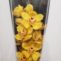 Орхідея цимбідіум 6 гілка жовтий