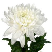 Хризантема одноголовая белая Гагарин (Голландия)
