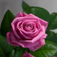 Троянда Аква 70 см. Флора Вест (шт, рожевий)