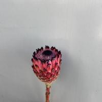Протея 50 см. Protea Ma Red Beauty