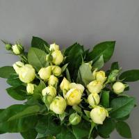Троянда Вайт піано 55 см. Харків (шт, білий)