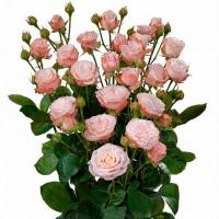 Троянда Мадам бомбастик кущ. 30 см. Асканія (шт, рожевий)