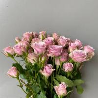 Троянда Роза пионовидная кустовая 60 см. Еквадор (шт, лавандовий)