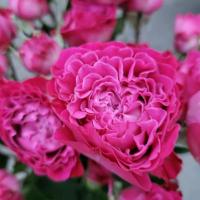 Троянда Пінк Блоссом кущ. 70 см. Кенія (шт, рожевий)