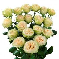 Троянда Саммер роуз кущ. 60 см. Кенія (шт, кремовий)