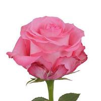 Троянда Конкуїса 60 см. Еквадор (шт, рожевий)