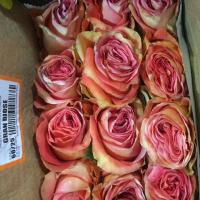Троянда Грандіоза 60 см. Еквадор (шт, рожево-жовтий)