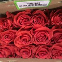 Троянда Нью фейс 60 см. Еквадор (шт, червоний)