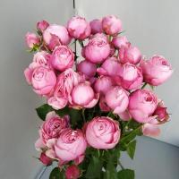 Троянда Сільва пінк кущ. 60 см. Кенія (шт, рожевий)