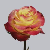 Троянда Нью флеш 50 см. Еквадор (шт, червоно-жовтий)