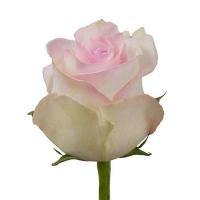 Троянда Рагазза 50 см. Еквадор (шт, рожевий)