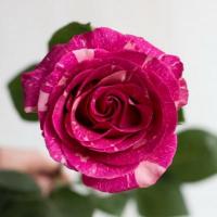 Троянда Пандора 50 см. Еквадор (шт, біло-червона смужка)