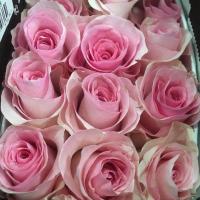 Троянда Кріста 50 см. Еквадор (шт, рожевий)