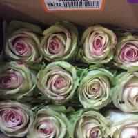 Троянда Драгон флай 50 см. Еквадор (шт, зелено-рожевий)