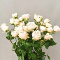 Троянда Романтік баблз кущ. 60 см. Кенія (шт, кремовий)