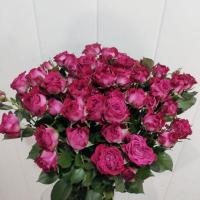 Троянда Чері Блоссом кущ. 70 см. Кенія (шт, малиновий)