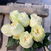 Троянда Пур блонд 50 см. Кенія (шт, білий)