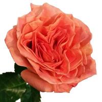 Троянда Вілд спірит 70 см. Еквадор (шт, помаранчевий)