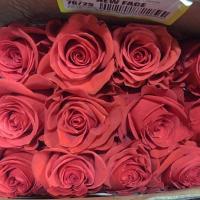 Троянда Нью фейс 70 см. Еквадор (шт, червоний)