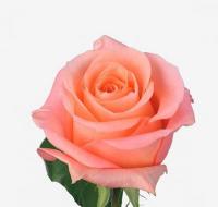 Троянда Леді Маргарет 80 см. Кенія (шт, рожевий)