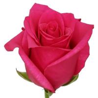 Троянда Хот шот 60 см. Еквадор (шт, малиновий)