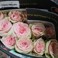 Троянда Абсолют ін пінк 60 см. Еквадор (шт, рожево-зелений)